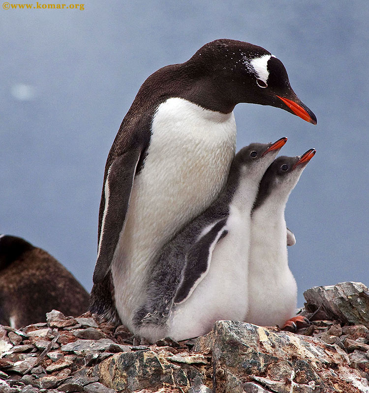 baby gentoo penguin chicks antarctica sequence 2
