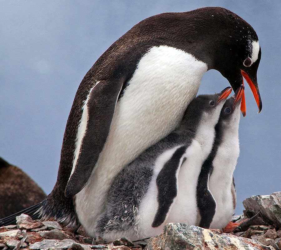 gentoo penguin chicks aa2