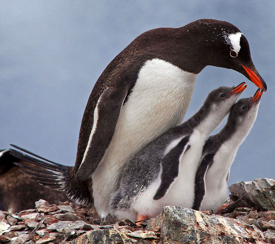 gentoo penguin chicks aa3