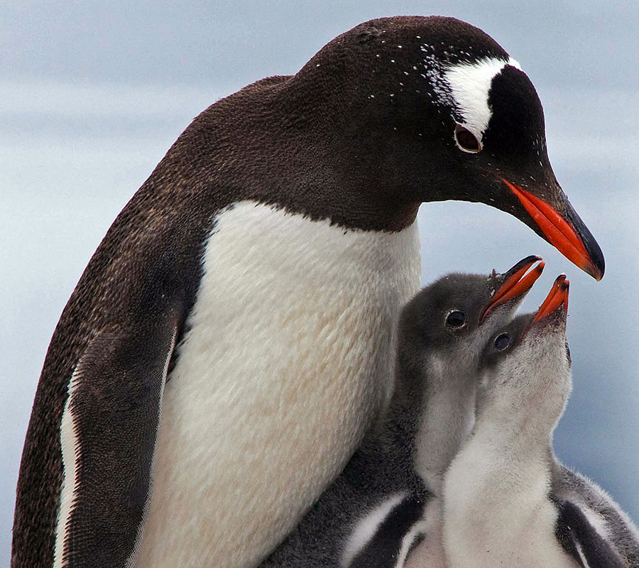 baby gentoo penguin chicks antarctica sequence 4