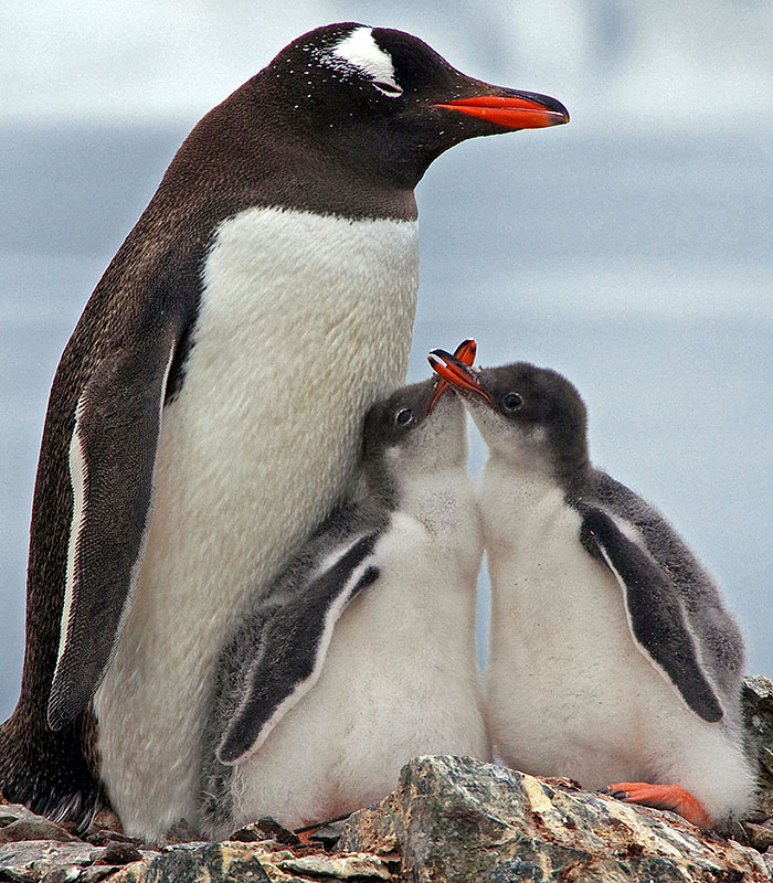 gentoo penguin chicks aa1