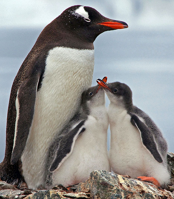 baby gentoo penguin