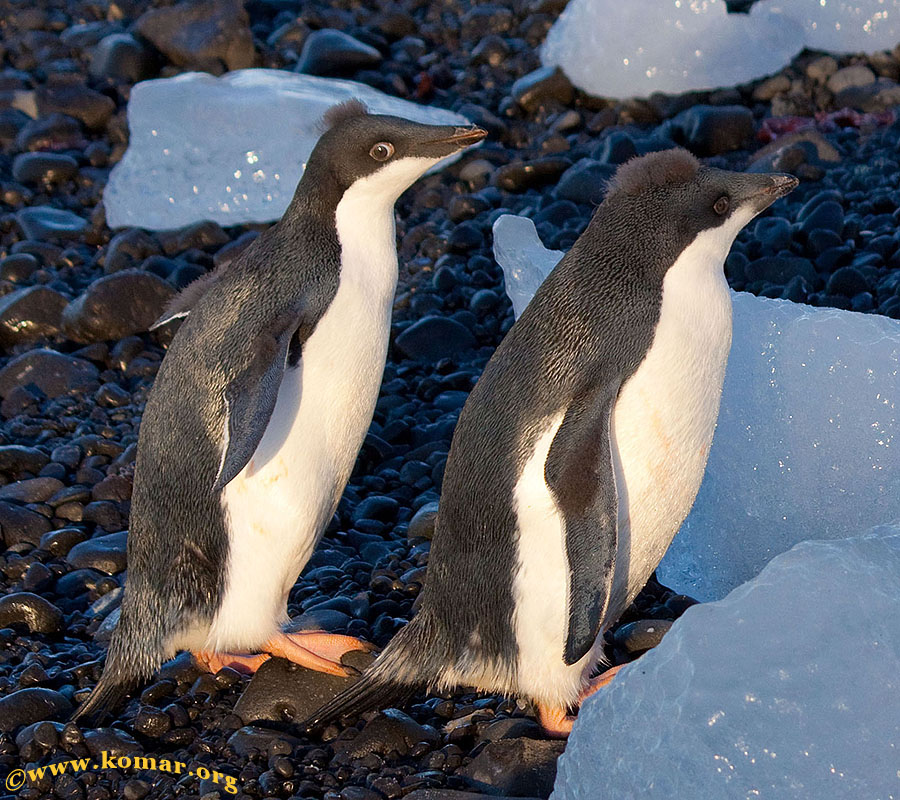 antarctica Brown Bluff 2