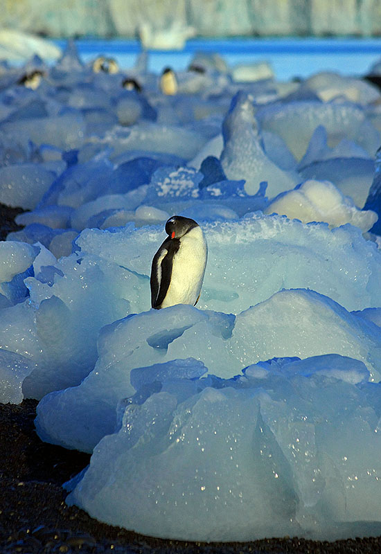 antarctica Brown Bluff 3