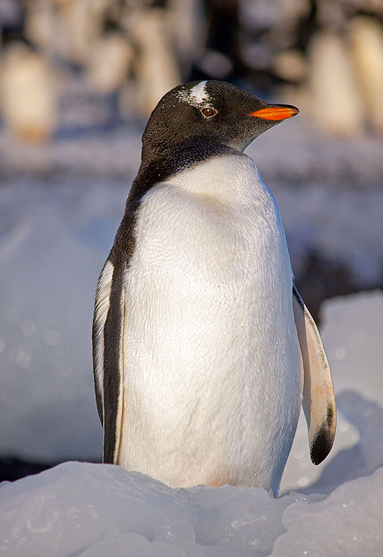 antarctica Brown Bluff 4