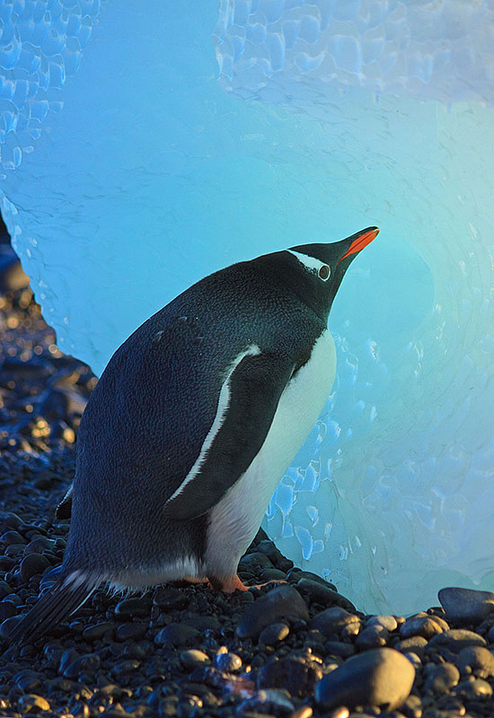 antarctica gentoo penguin brown bluff