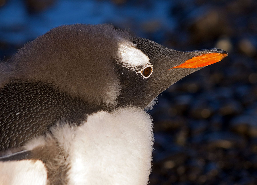 antarctica Brown Bluff 7