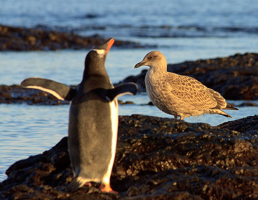antarctica gentoo penguin brown bluff