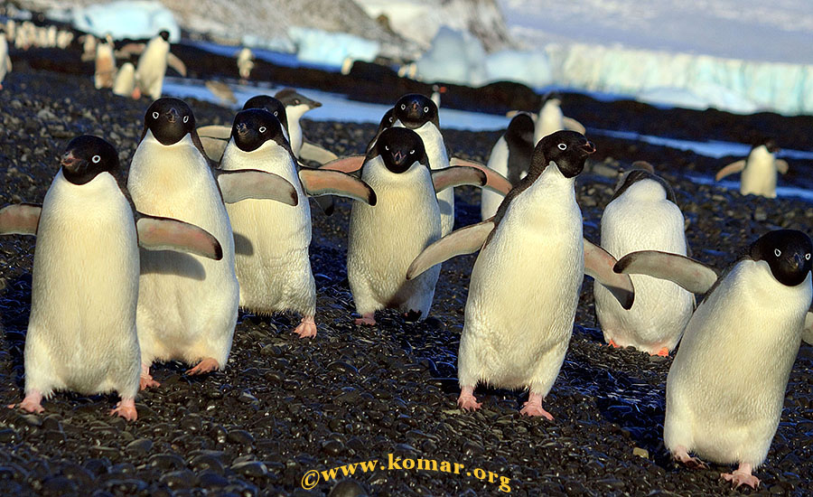 antarctica gentoo penguin brown bluff