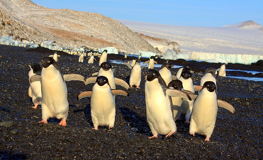 antarctica Brown Bluff a