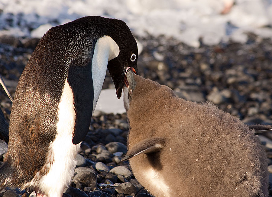 Baby penguin antarctica brown bluff