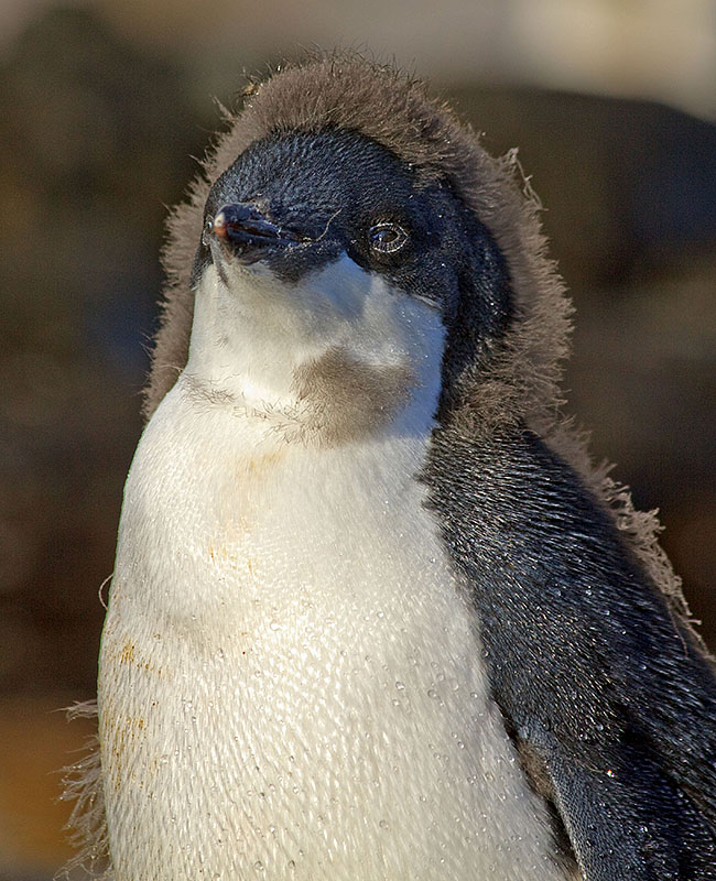 antarctica Brown Bluff l