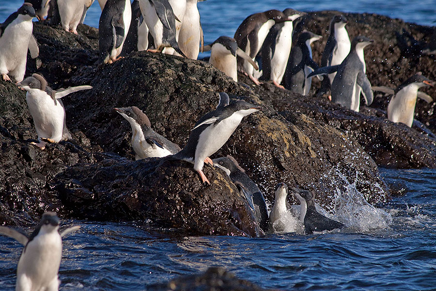adelie penguin antarctica brown bluff jump water