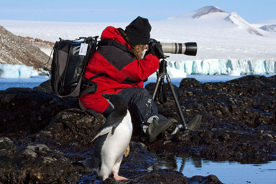 antarctica Brown Bluff s