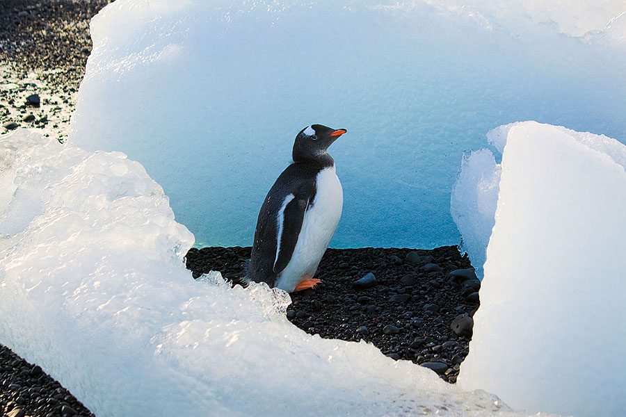 antarctica Brown Bluff t