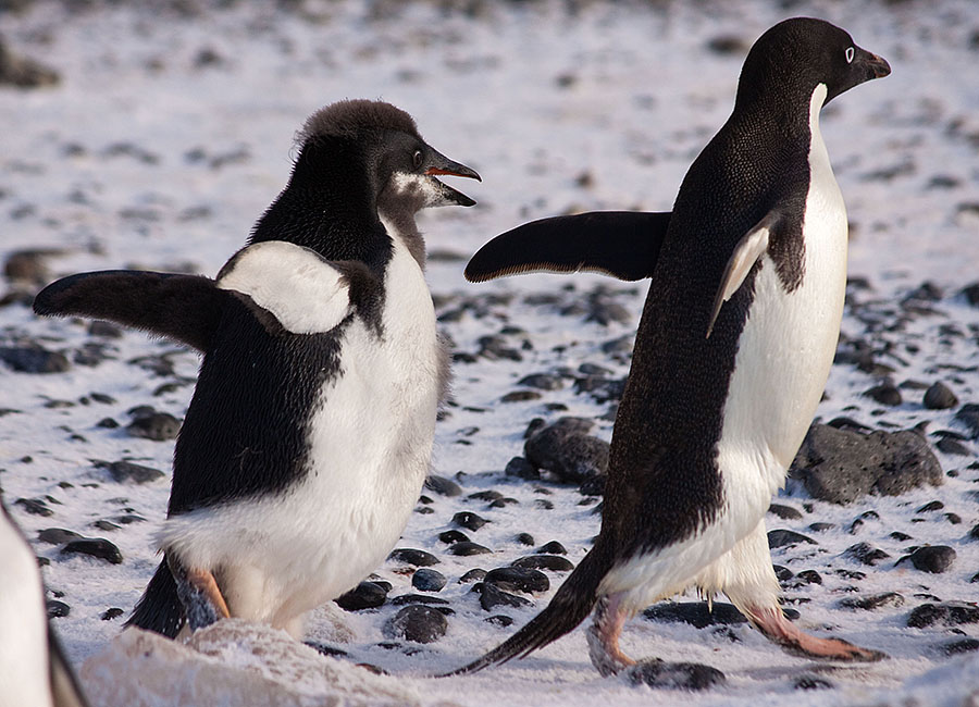 antarctica Brown Bluff v