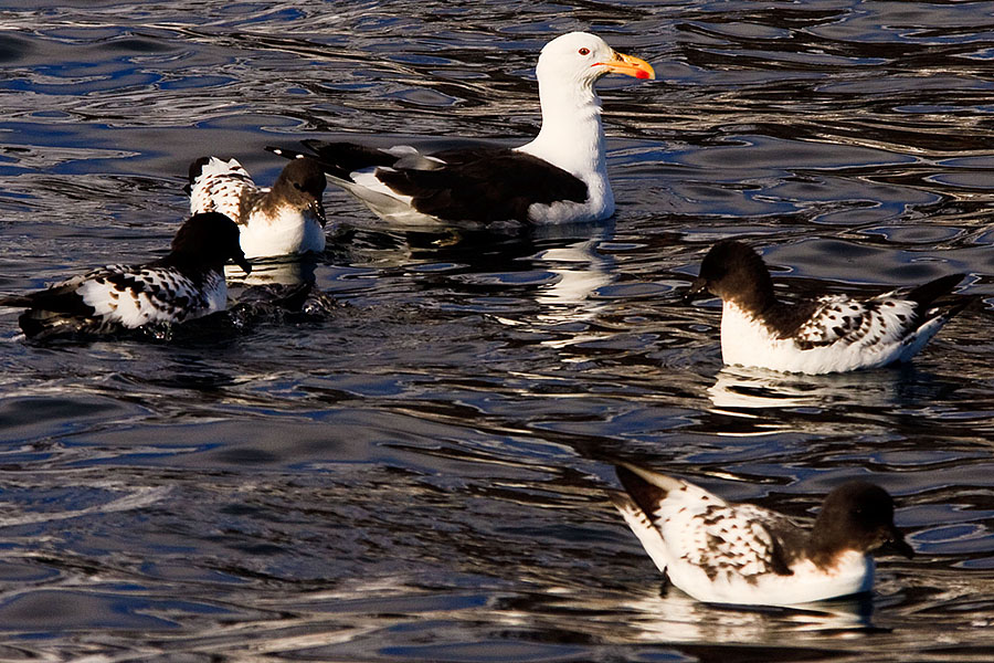 antarctica brown bluff bird