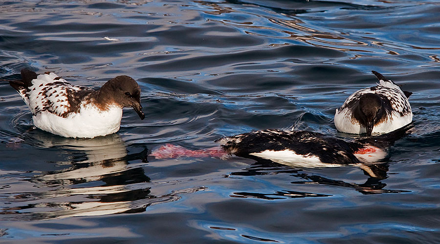 antarctica penguin iceberg brown bluff