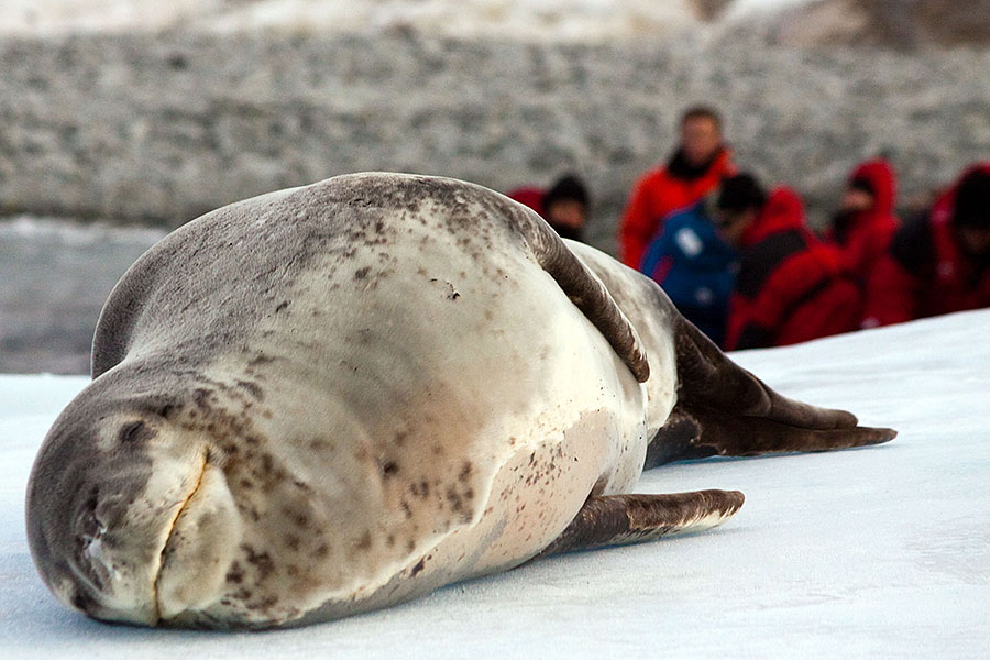 antarctica Brown Bluff leopard seal