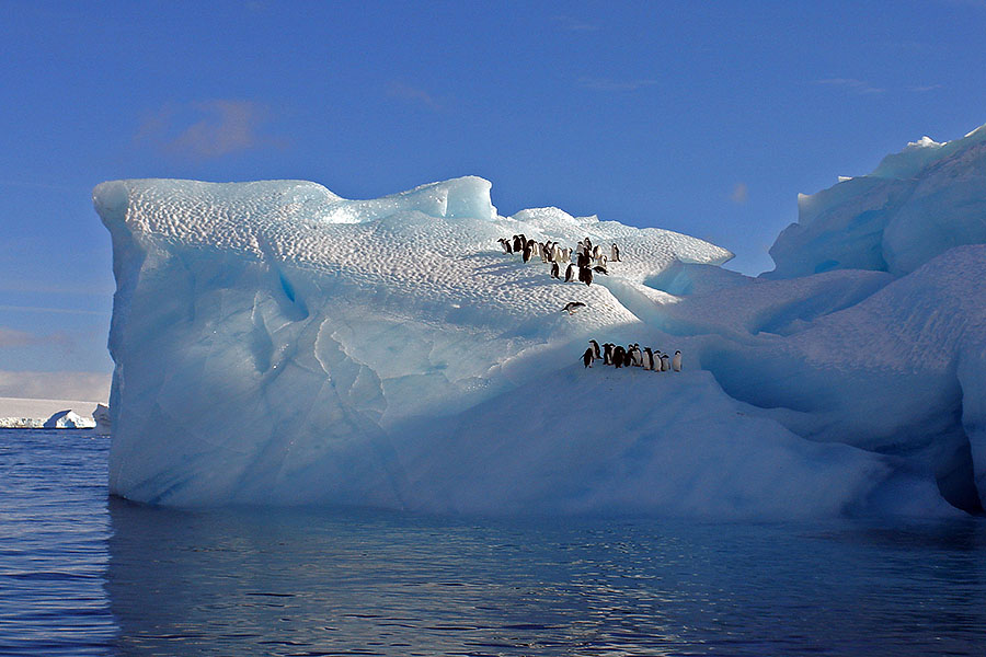 antarctica penguin iceberg brown bluff