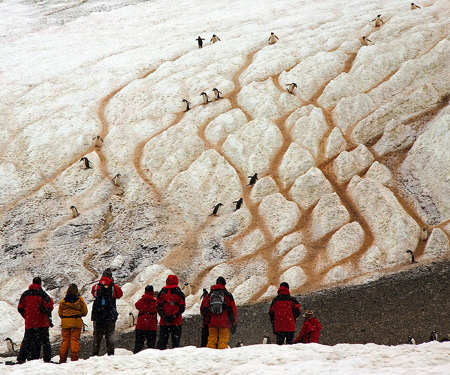 gentoo penguins danco island antarctica 1