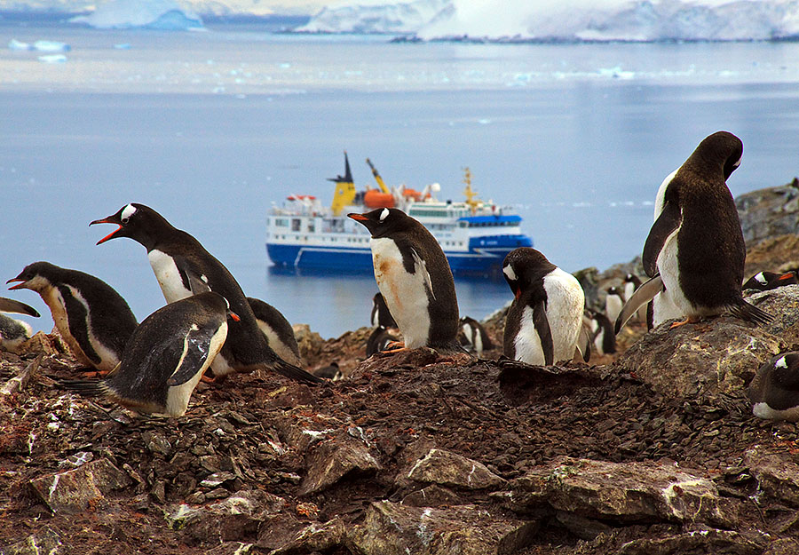 danco island antarctica c