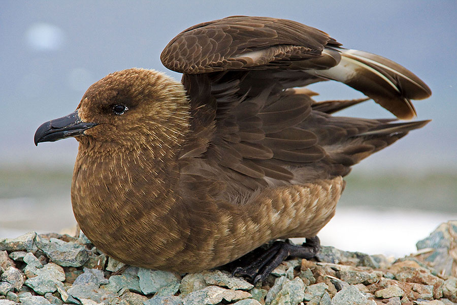 antarctica skua danco island