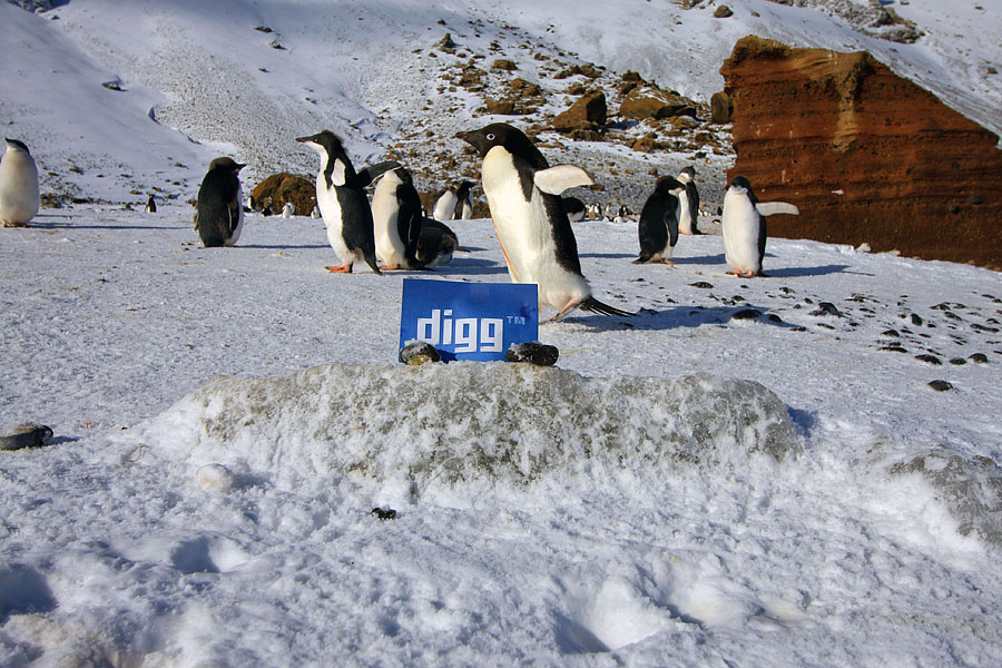 adelie penguin antarctica brown bluff digg