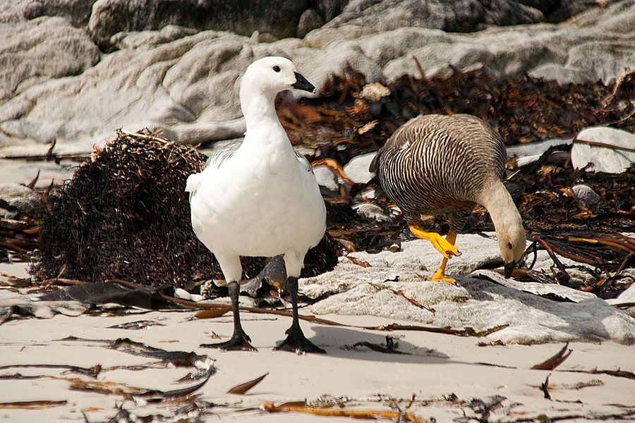 Carcass Island - Falklands c