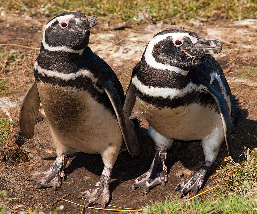 magellanic penguins