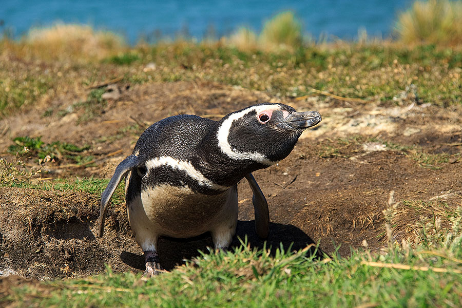 Carcass Island - Falklands 2