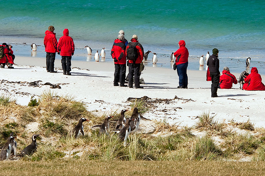 Carcass Island - Falklands 5