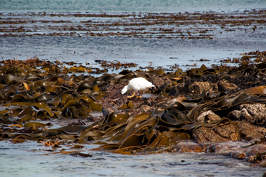 Carcass Island - Falklands 7