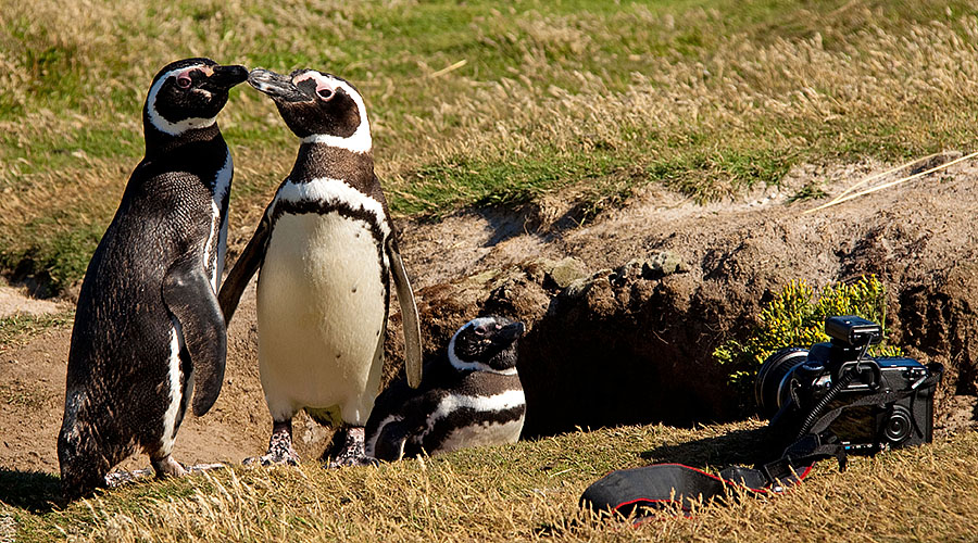 Carcass Island - Falklands 3