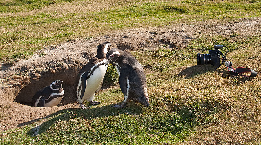 falklands carcass island giant penguins