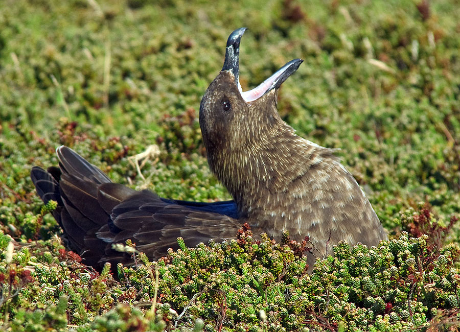 carcass island skua