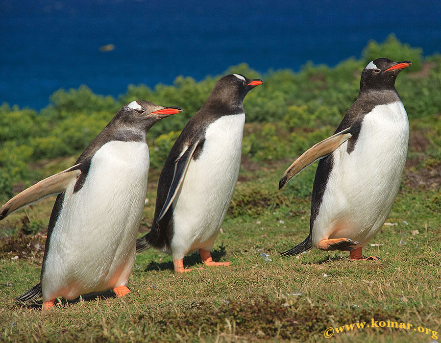 falklands carcass island penguins