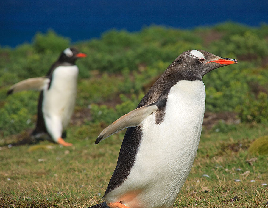 Carcass Island - Falklands b