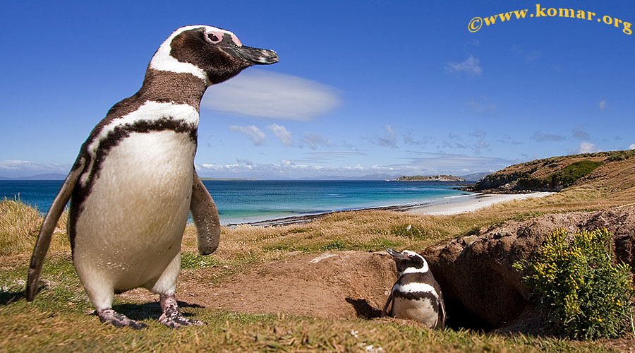 Carcass Island - Falklands j