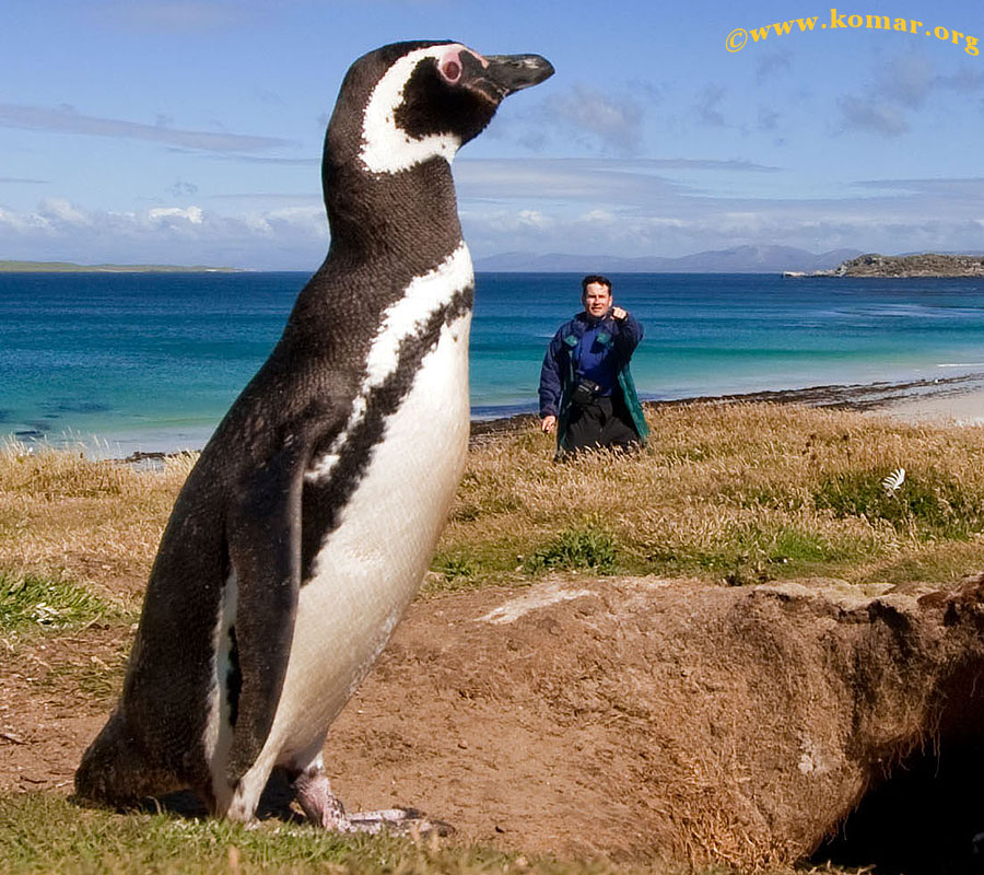 Carcass Island - Falklands k