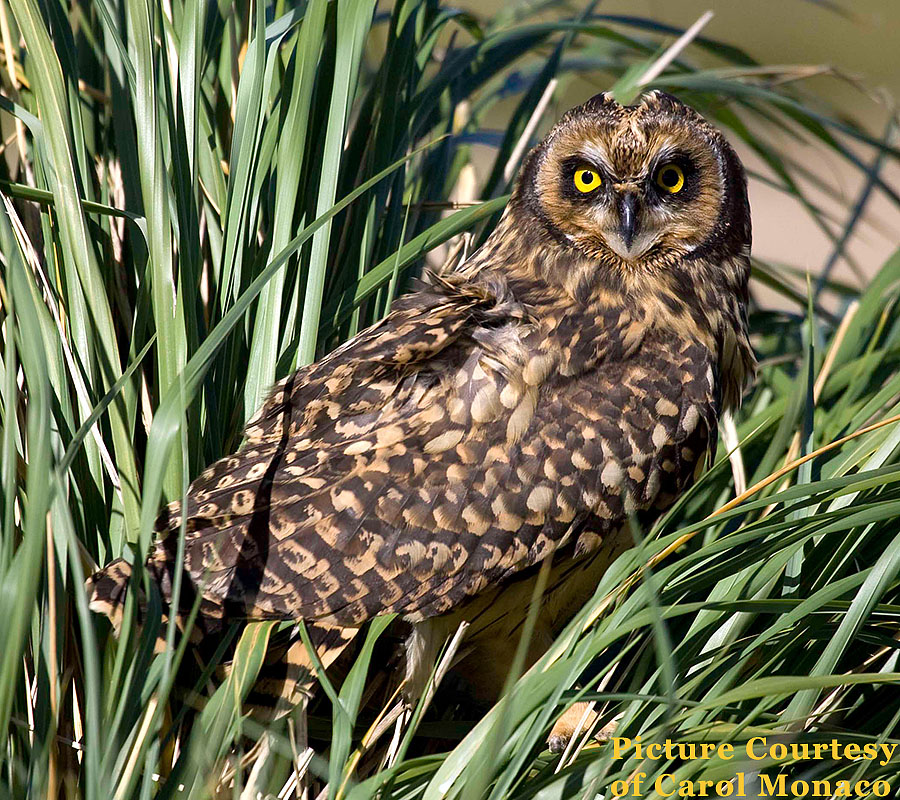 carcass island owl