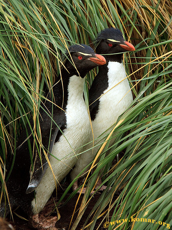 West Point Island - Falklands 2