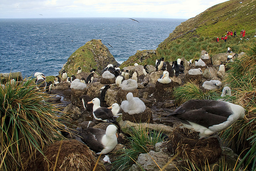 West Point Island - Falklands 3