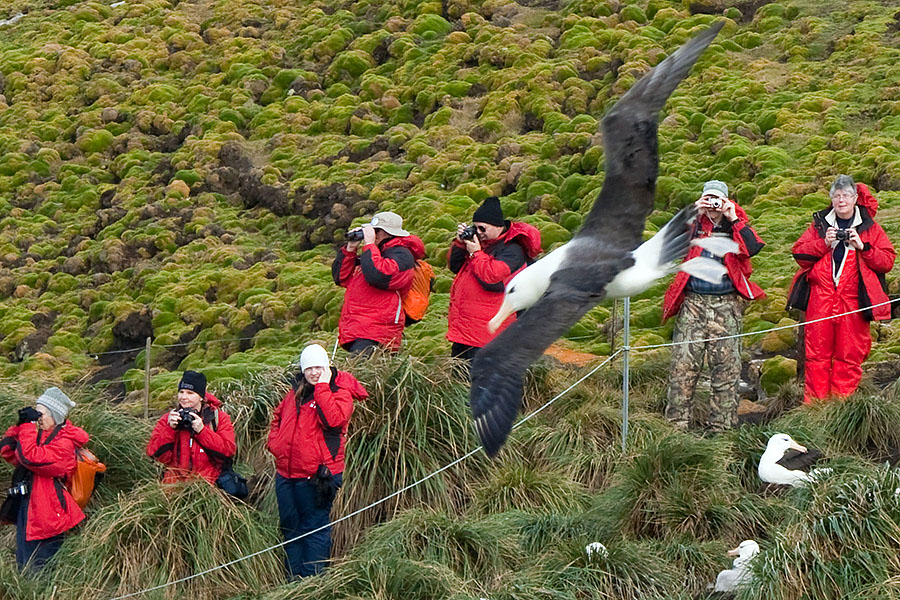 West Point Island Albatross