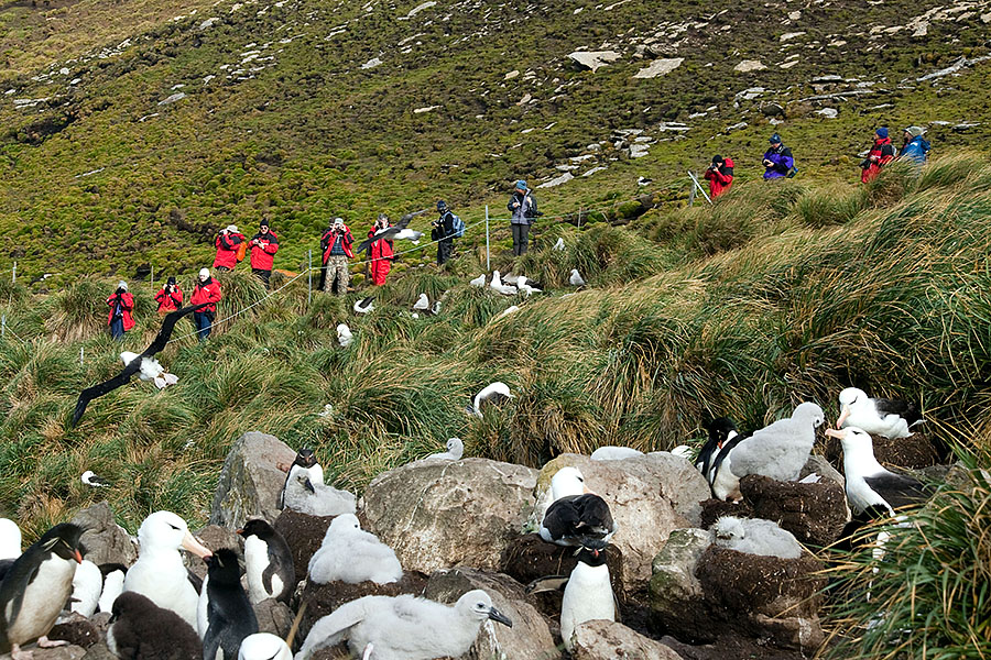 West Point Island - Falklands 9