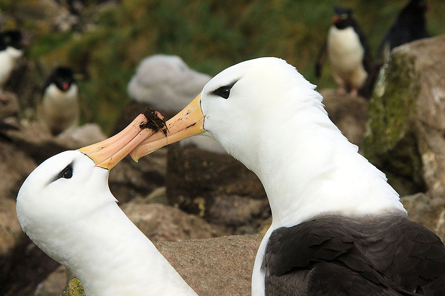 west point island albatross
