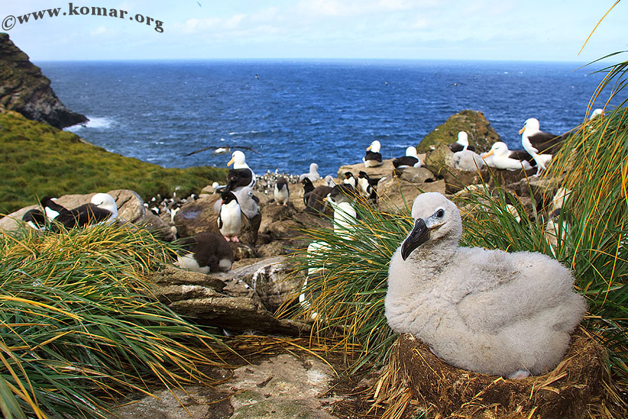 West Point Island - Falklands e