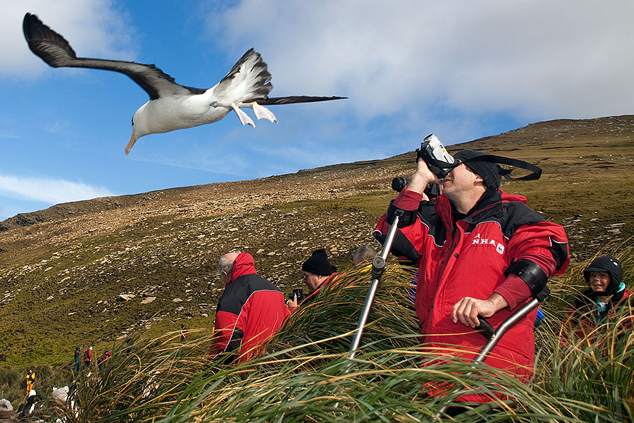 Black Browed Albatross at West Point Island, Falklands