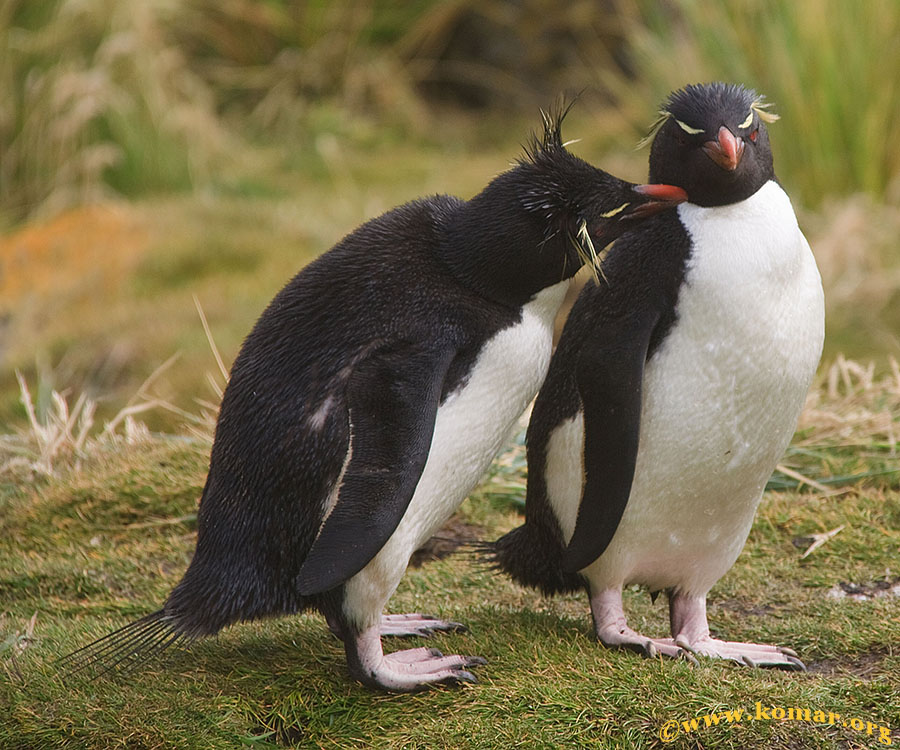 West Point Island - Falklands h