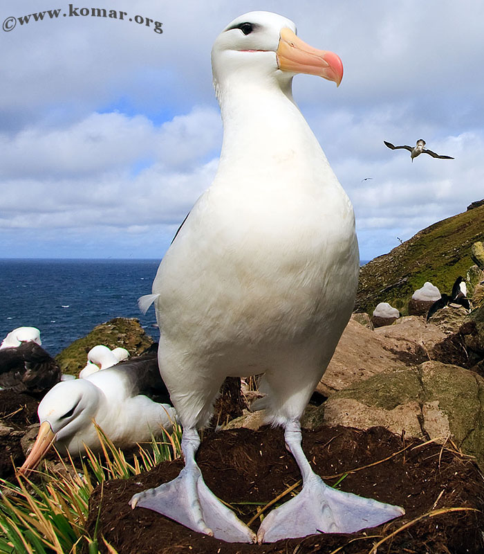 West Point Island - Falklands j